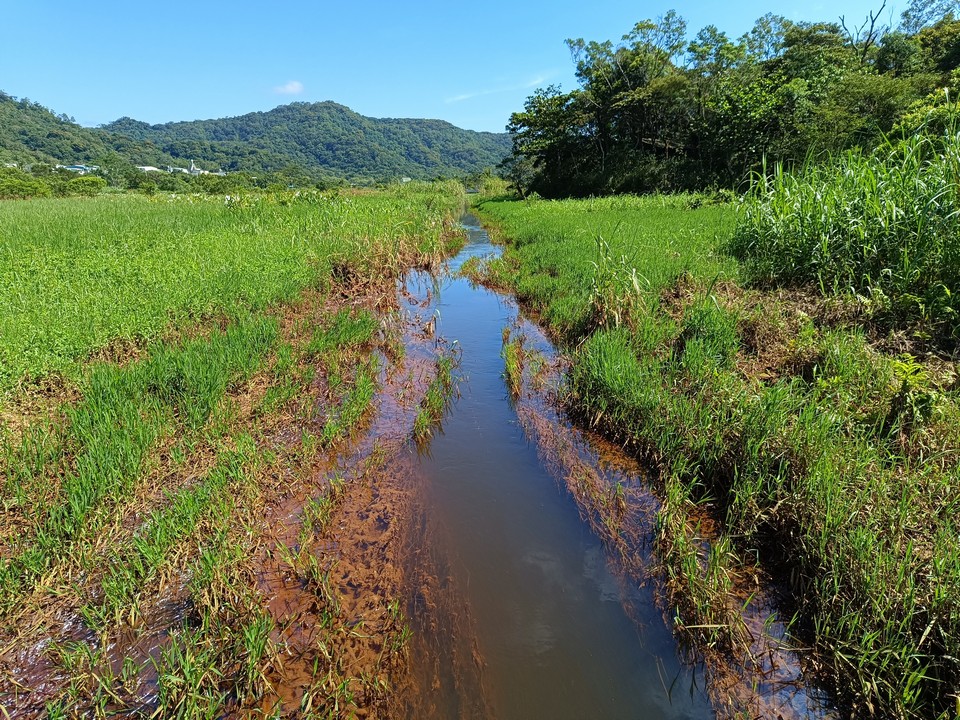 野薑花田