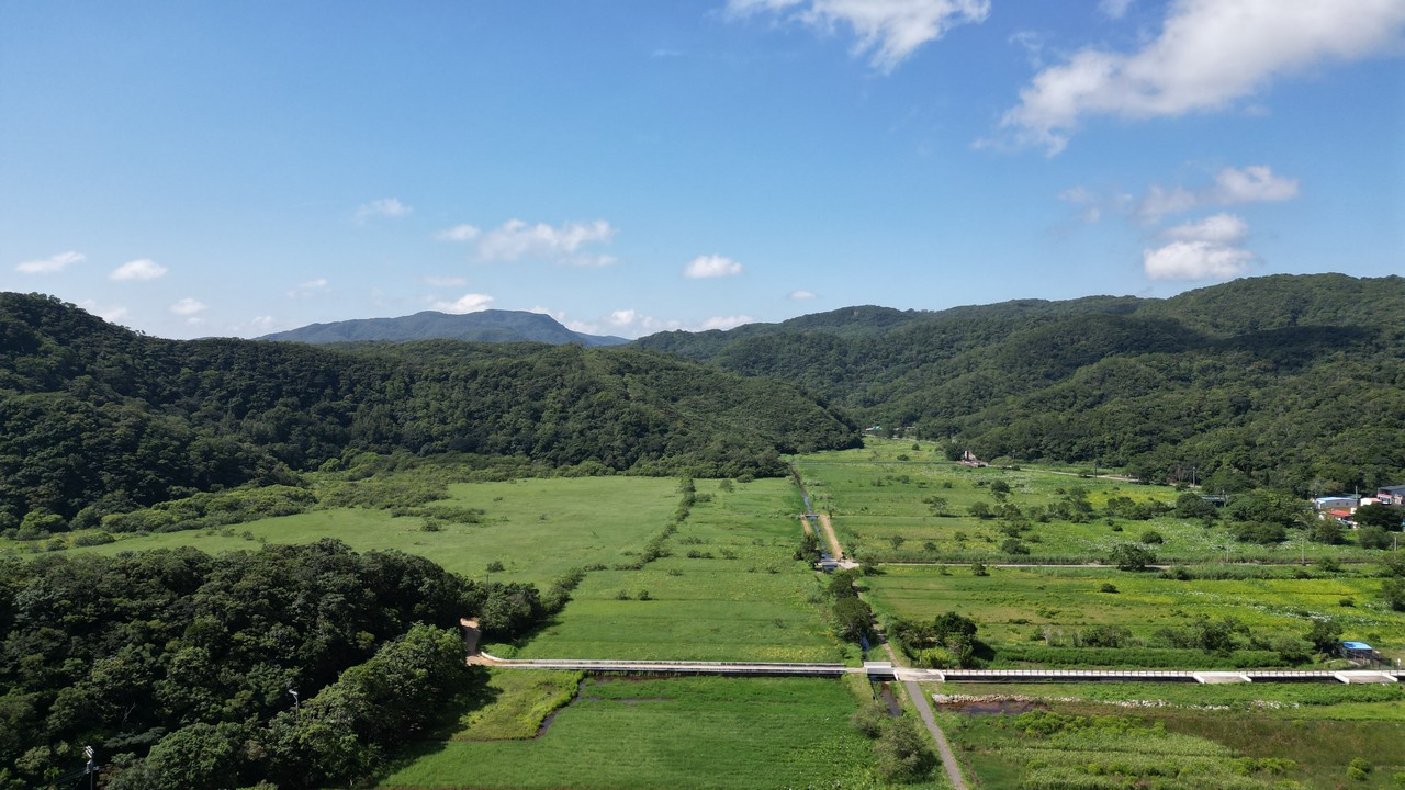野薑花田