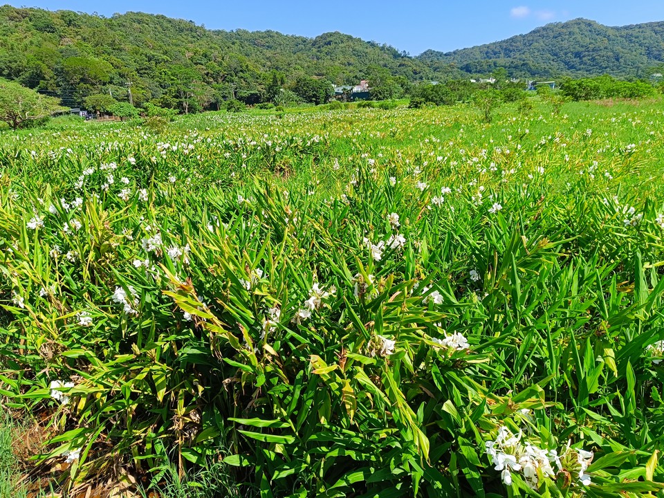 野薑花田