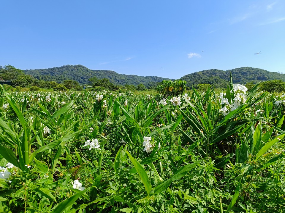 野薑花田
