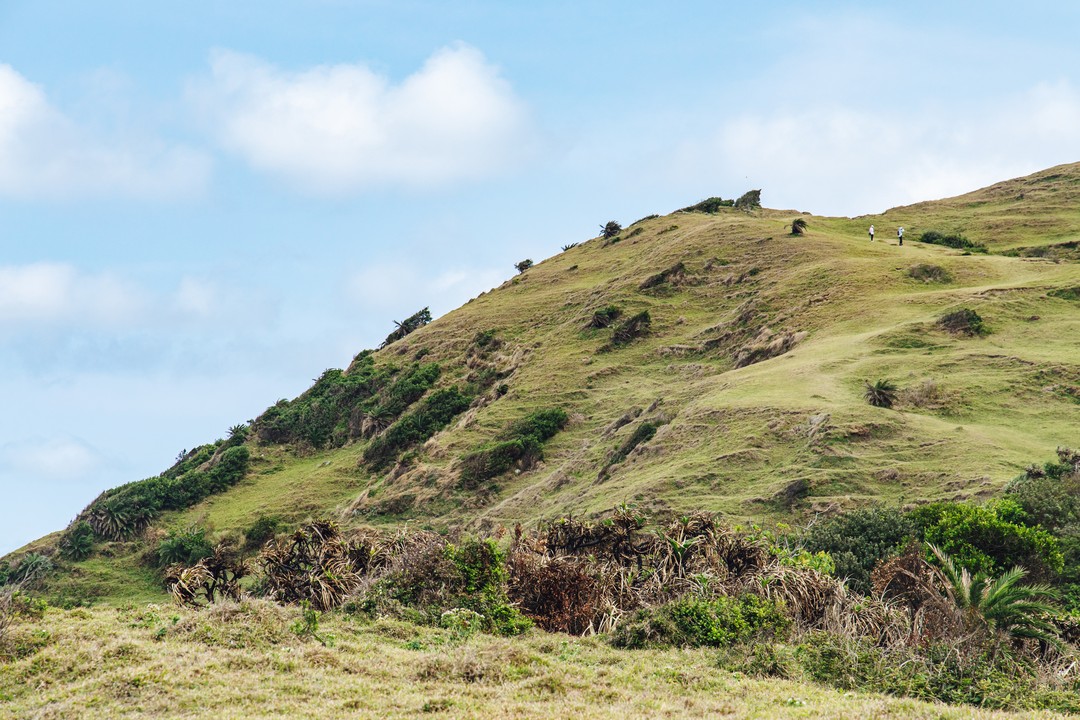 景點「Bitou Grassland」封面圖片