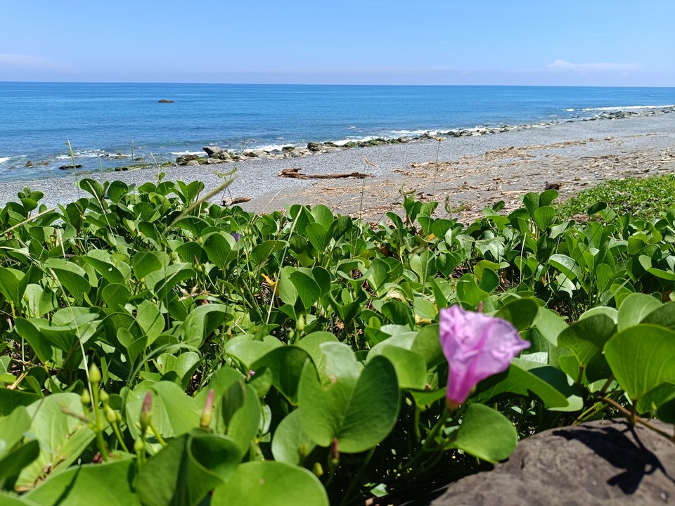 牡丹灣海濱