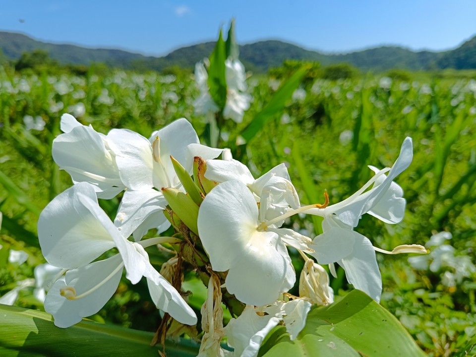 野薑花田