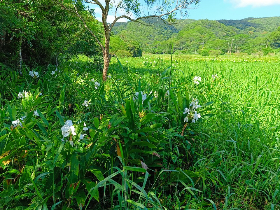 野薑花田