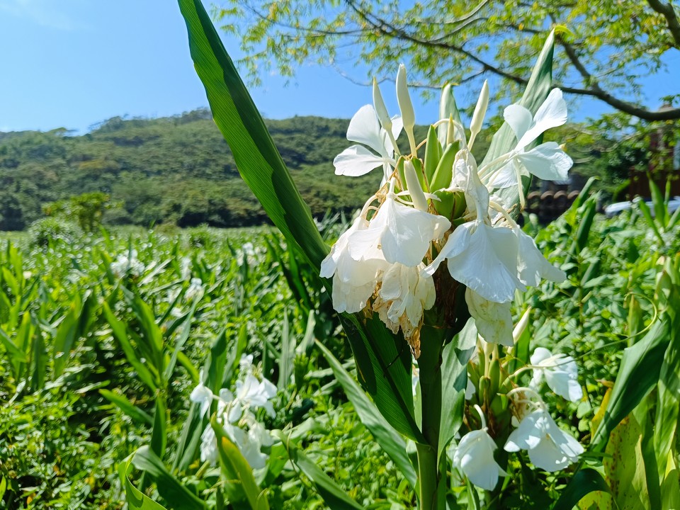 野薑花田