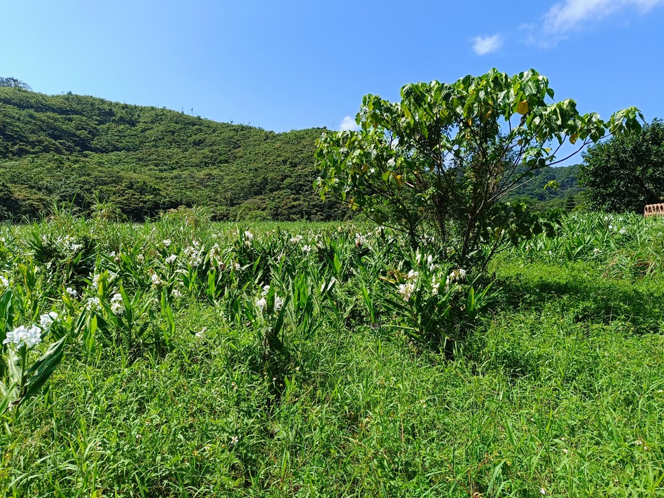 野薑花田